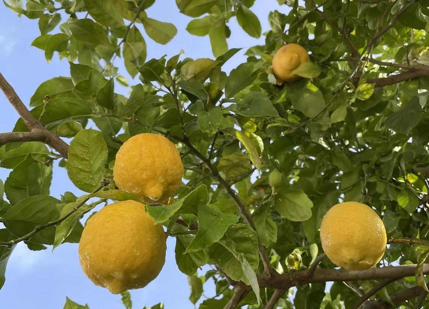 네르하 Casa Limones 빌라 스페인